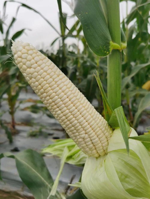 又鲜又糯 珠海自主研发选育玉米新品种通过国家初审