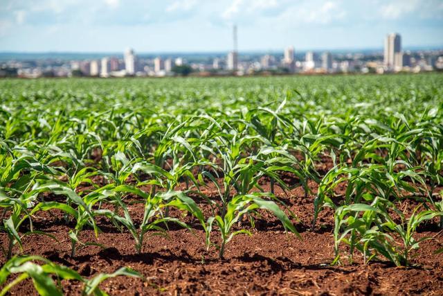 大田作物种植--提高对田间管理的重视,应用先进的灌溉技术